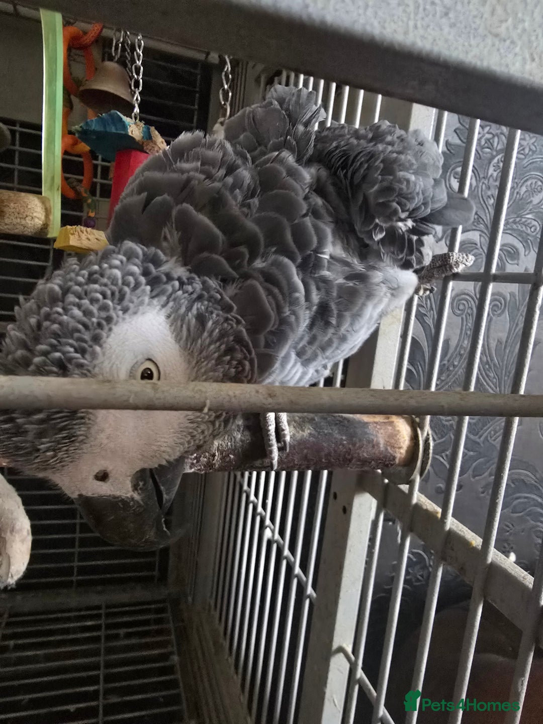 Parrots birds for sale: African grey  - Image 4