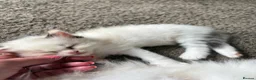 Ragdoll cats for sale: 5 Beautiful Fluffy Ragdoll Kittens  - Advert 29