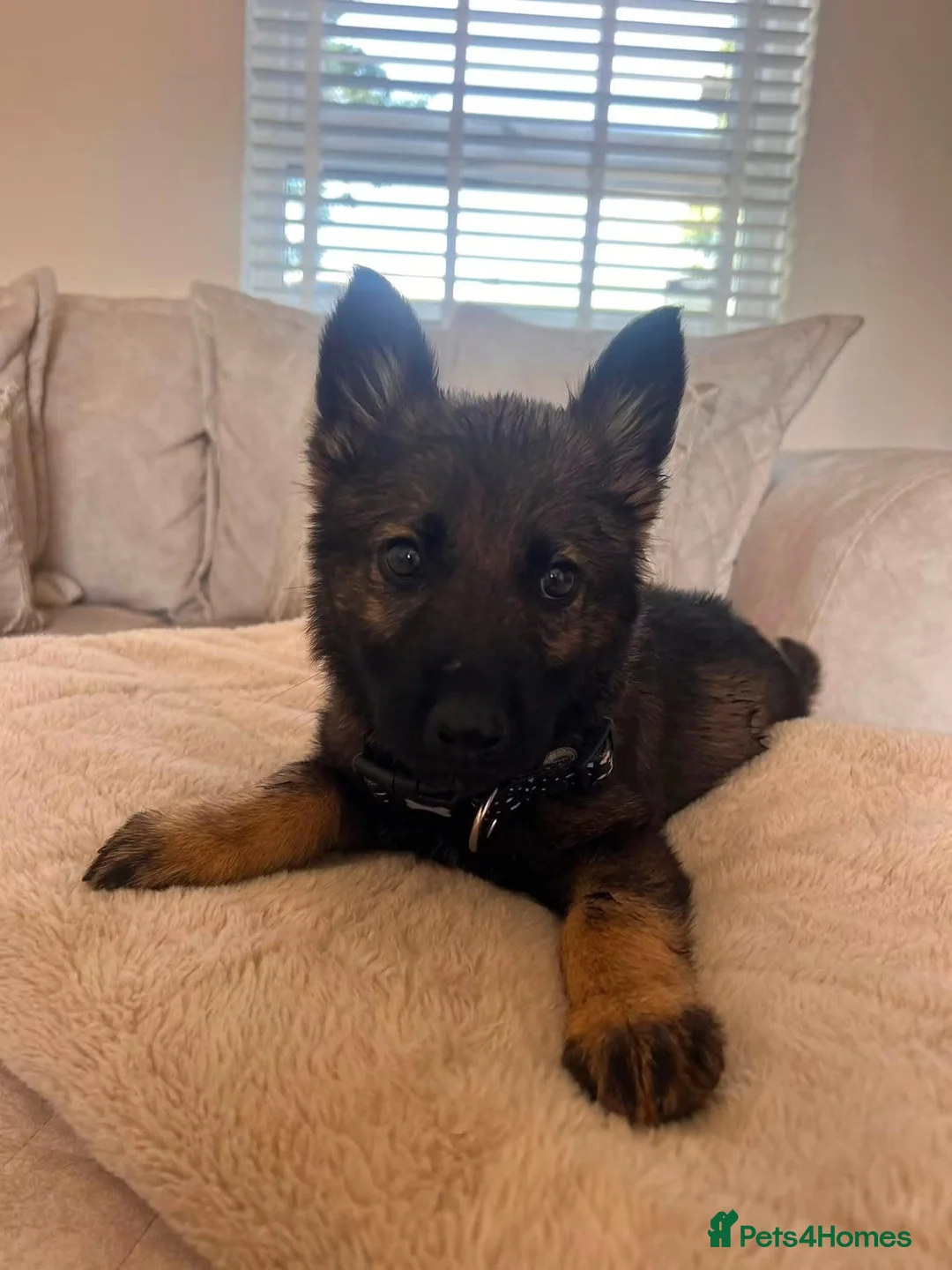 German Shepherd dogs for sale: 5 German shepherd puppy’s  - Advert 2