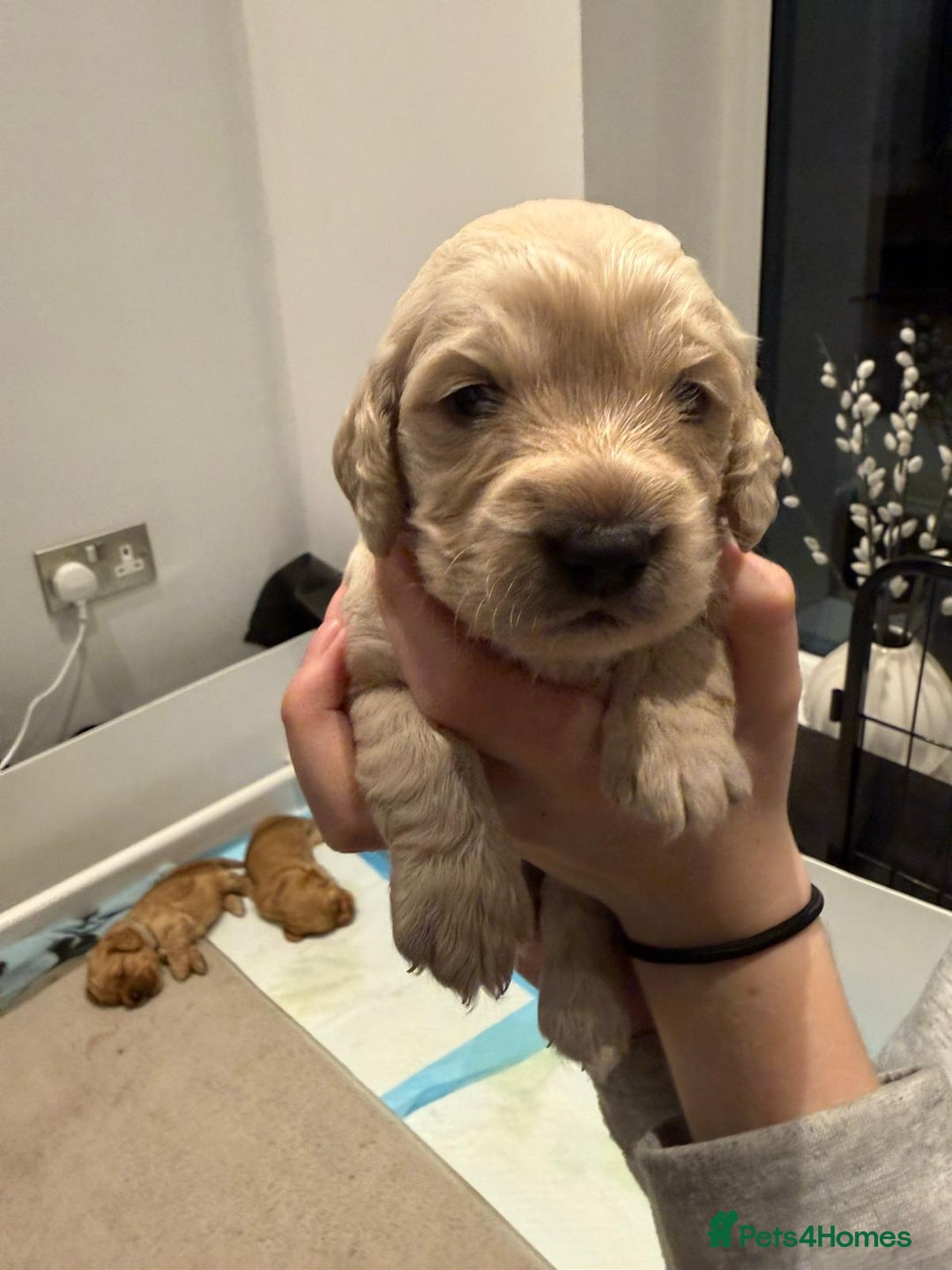 Cockapoo dogs for sale: Cockapoo puppies for sale  - Image 5