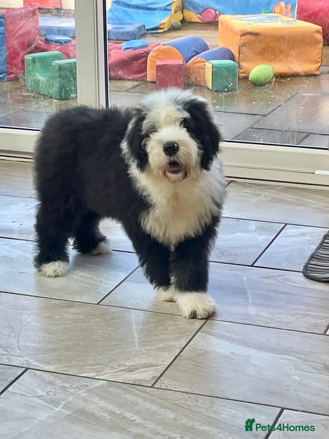 Old English Sheepdog dogs for sale: Old English sheep dogs kc  - Advert 15