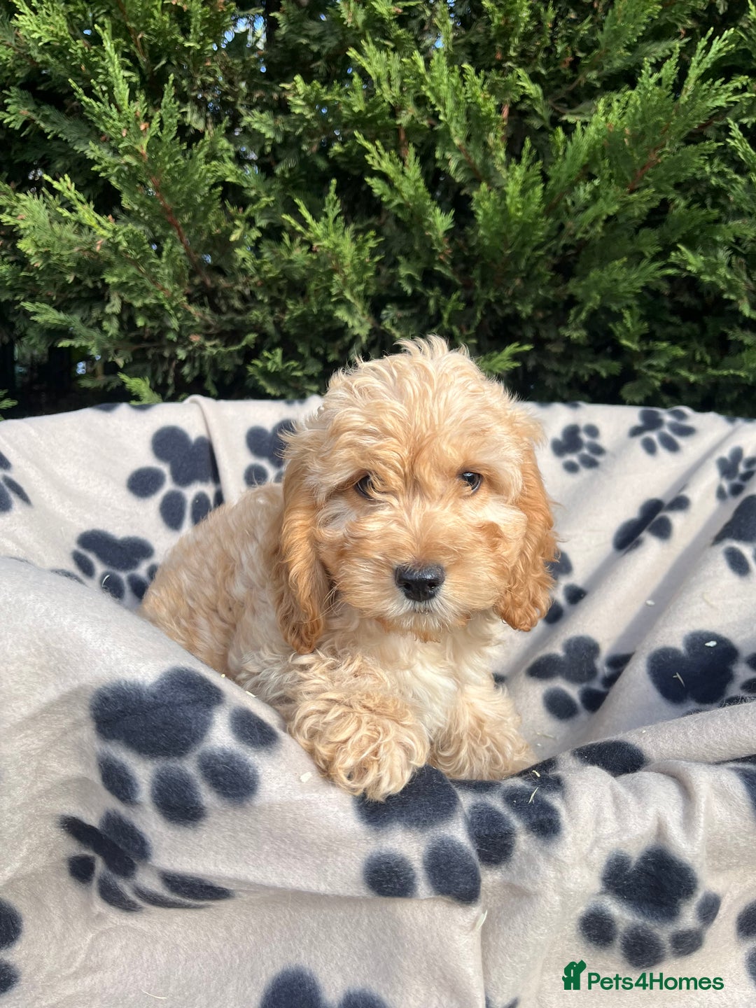 Cockapoo dogs for sale: 5 lovely f1 cockapoos  - Image 3