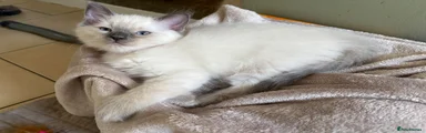 Ragdoll 1