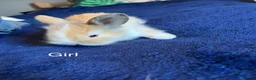 Mini Lion Lop rabbits for sale: Lion lop cross bunnies  - Advert 4