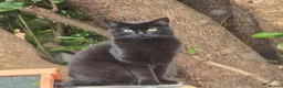 Mixed Breed cats for sale: Gorgeous Ragdoll Cross Kittens  - Advert 3