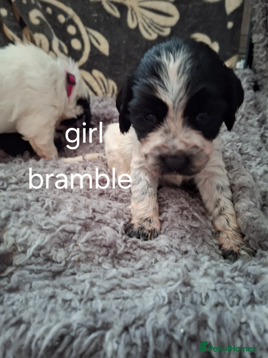 Cocker Spaniel dogs for sale: Cocker spaniels  - Advert 2