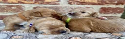 Cavapoo dogs for sale: F1 cavapoos  - Advert 4