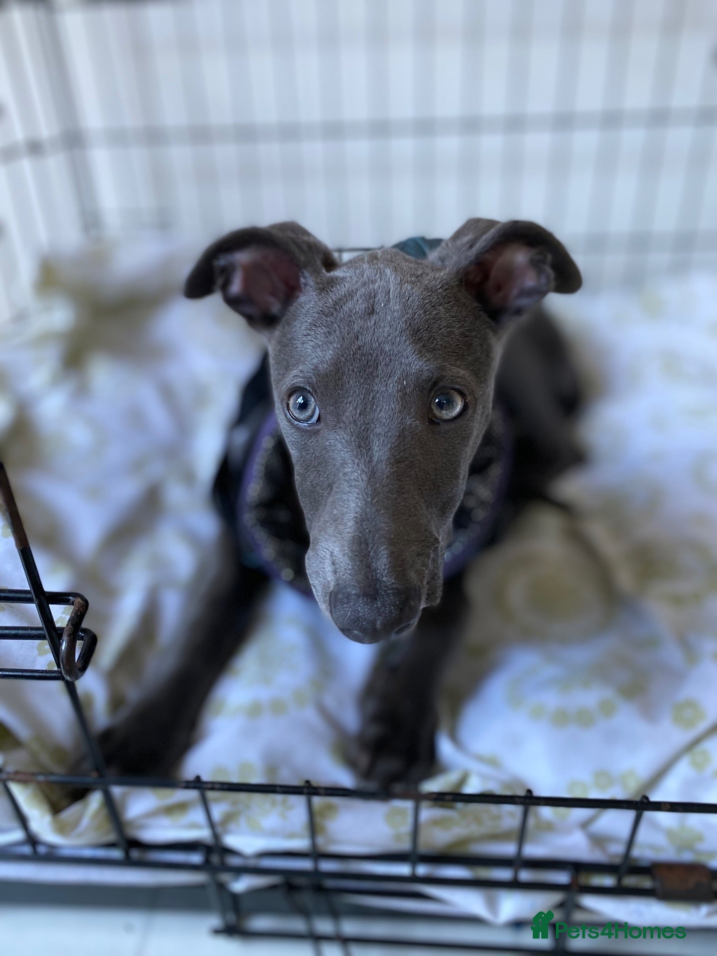 Whippet dogs Whippet Puppy  - Advert 3