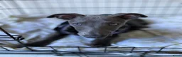 Whippet dogs for sale: Whippet Puppy  in Southampton - Advert 1