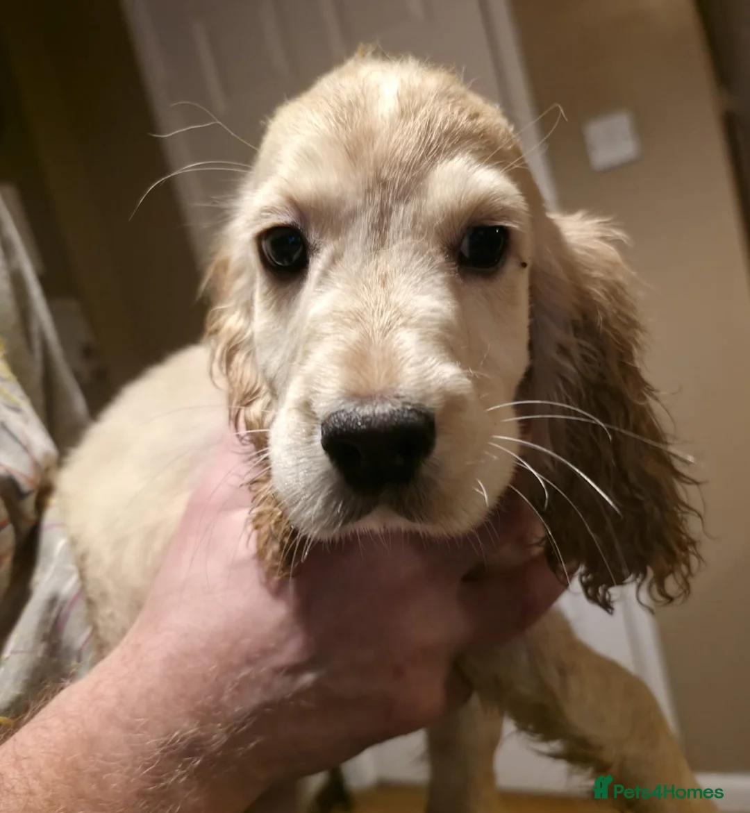 Cocker Spaniel dogs for sale: Cocker spaniel puooys - Advert 8