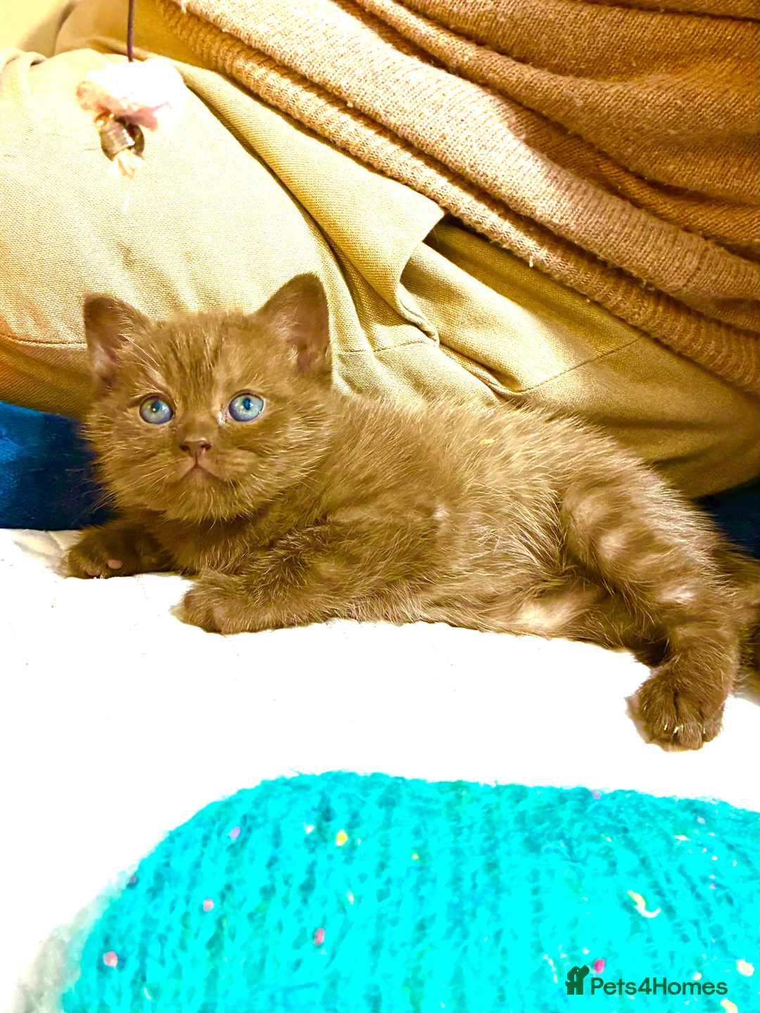 Scottish Fold cats for sale: Scottish Fold Kittens for sale - Advert 7