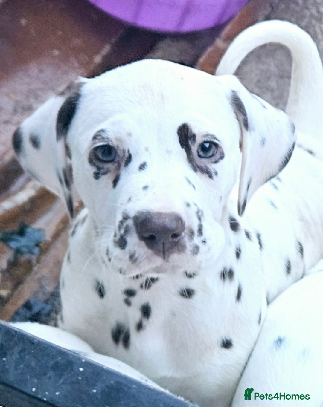 Dalmatian dogs for sale: Champion Lines Dalmatian Puppies - Image 3