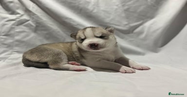 Siberian Husky dogs - Advert 6