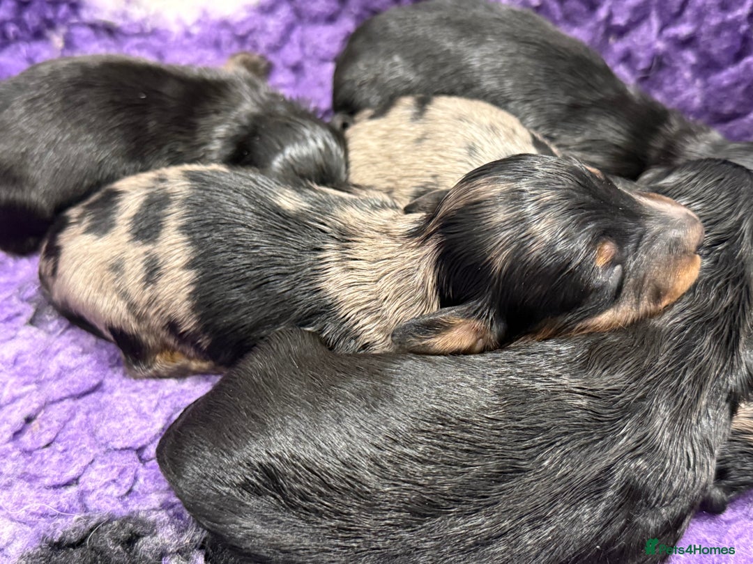 Miniature Dachshund dogs for sale: miniature longhaired dachshund's - Advert 5