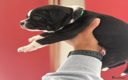 Staffordshire Bull Terrier dogs for sale: Outstanding KC blue gene carriers - Image 25