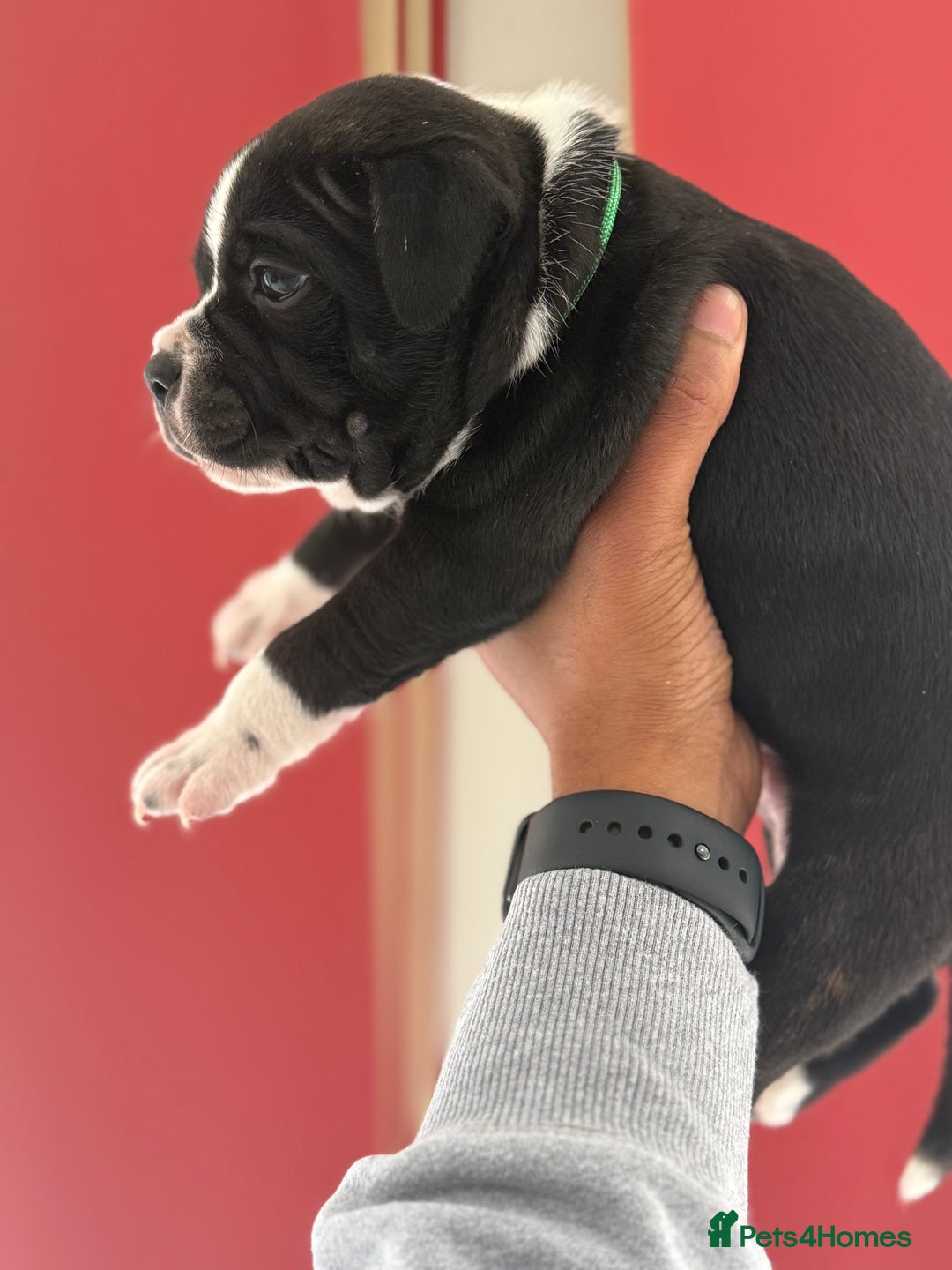 Staffordshire Bull Terrier dogs for sale: Outstanding KC blue gene carriers - Image 25