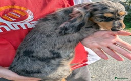 Dachshund dogs for sale: Standard Long Haired Dachshund - Image 6