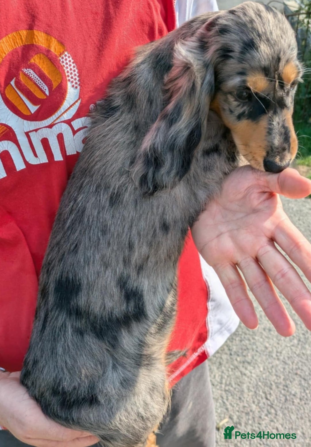 Dachshund dogs for sale: Standard Long Haired Dachshund - Image 6