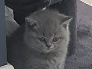 British Shorthair cats British shorthair kittens *LAST KITTEN* - Advert 5