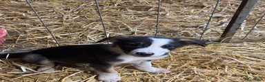 Border Collie 4