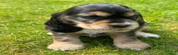 Cocker Spaniel dogs for sale: TRUE SHOWTYPE KC REGISTERED HEALTH TESTED - Advert 12