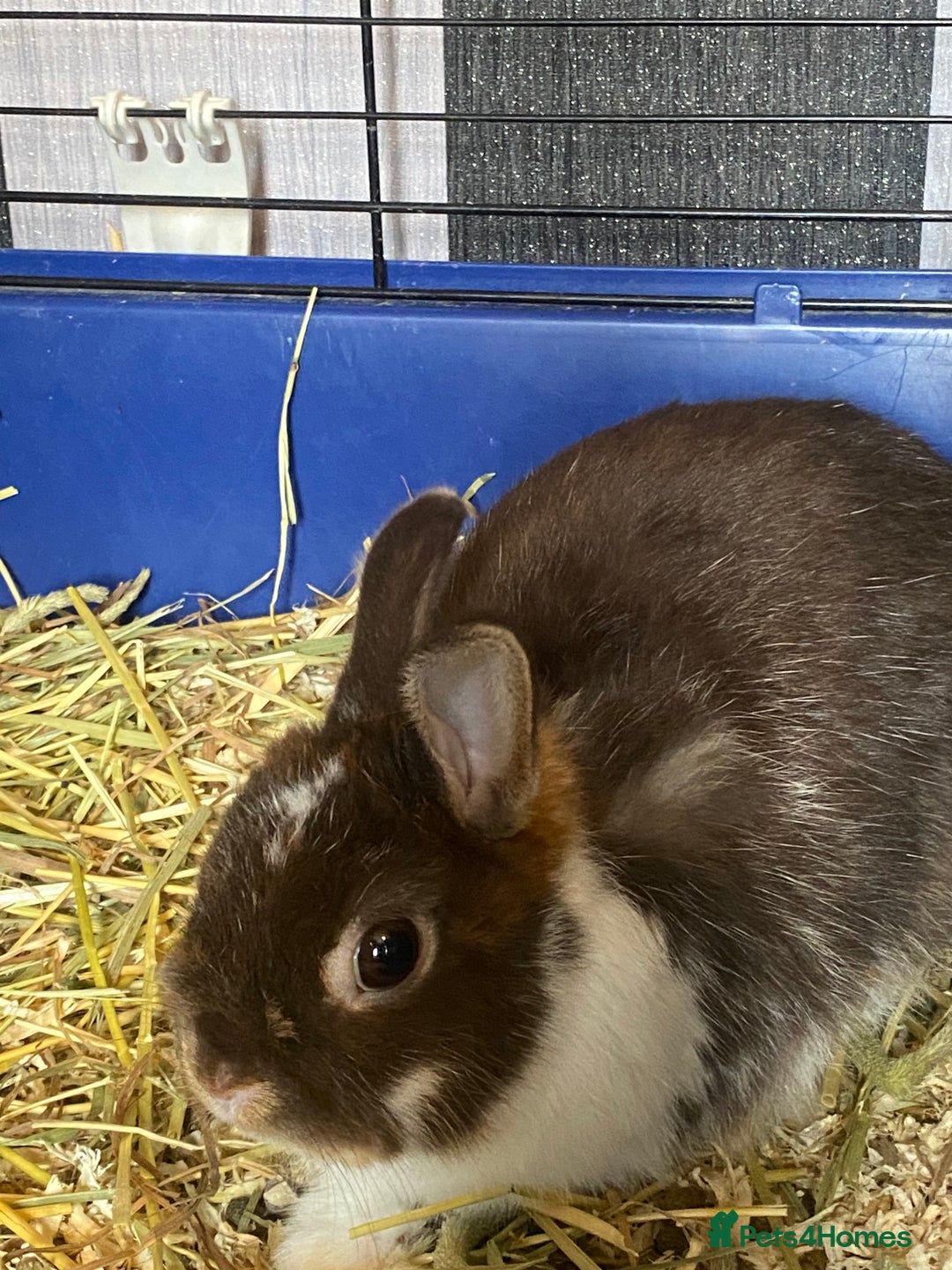Mixed Breed rodents for sale: Downsizing my animal Collection  in Preston - Image 5