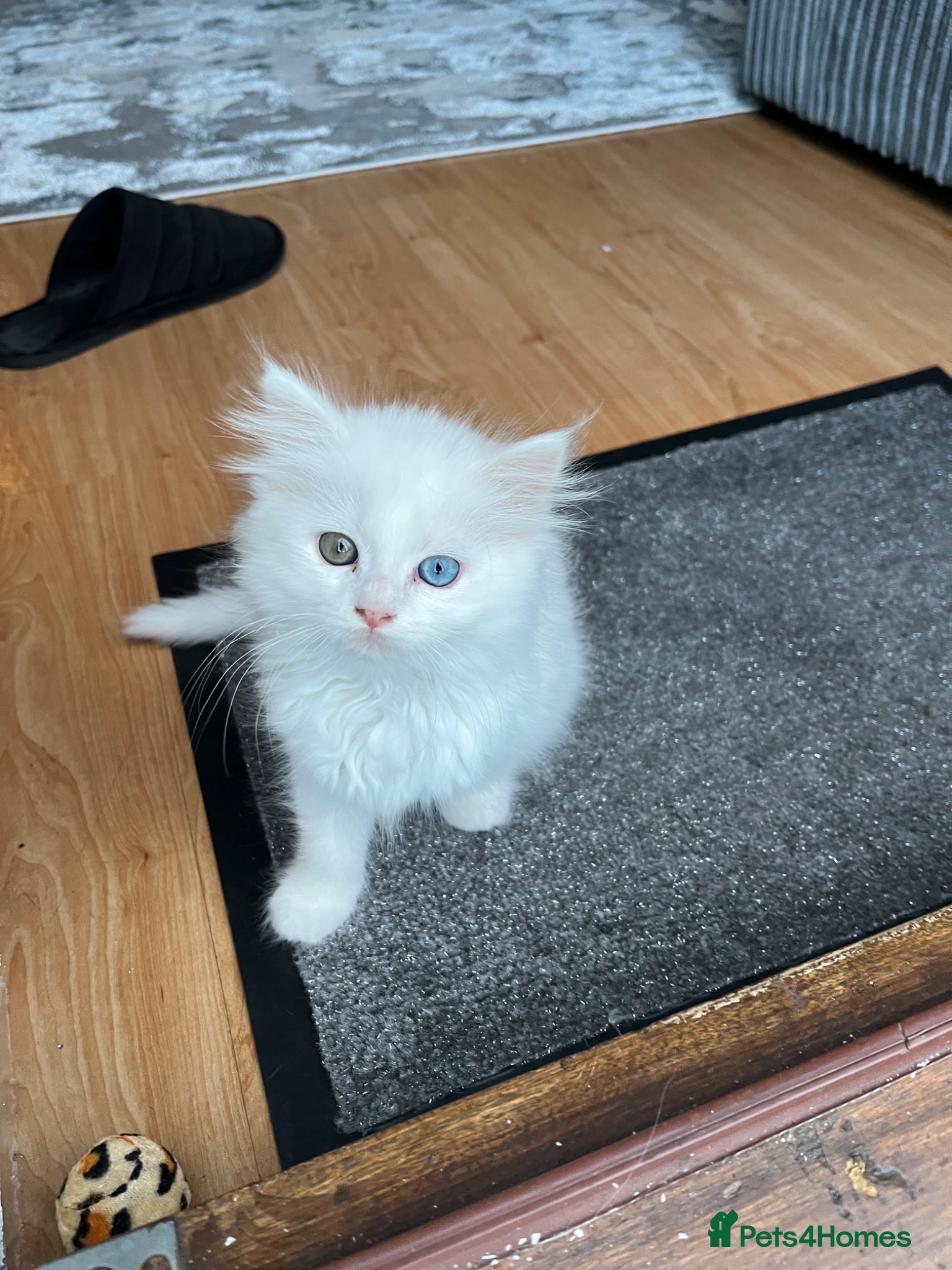 Ragdoll cats Very unique ragdoll x chinchilla Persian  - Advert 2