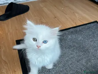 Ragdoll cats Very unique ragdoll x chinchilla Persian - Advert 1