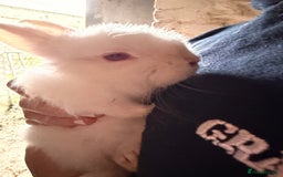 Rex rabbits for sale: Albino Lionhead x Rex Buck  - Image 2