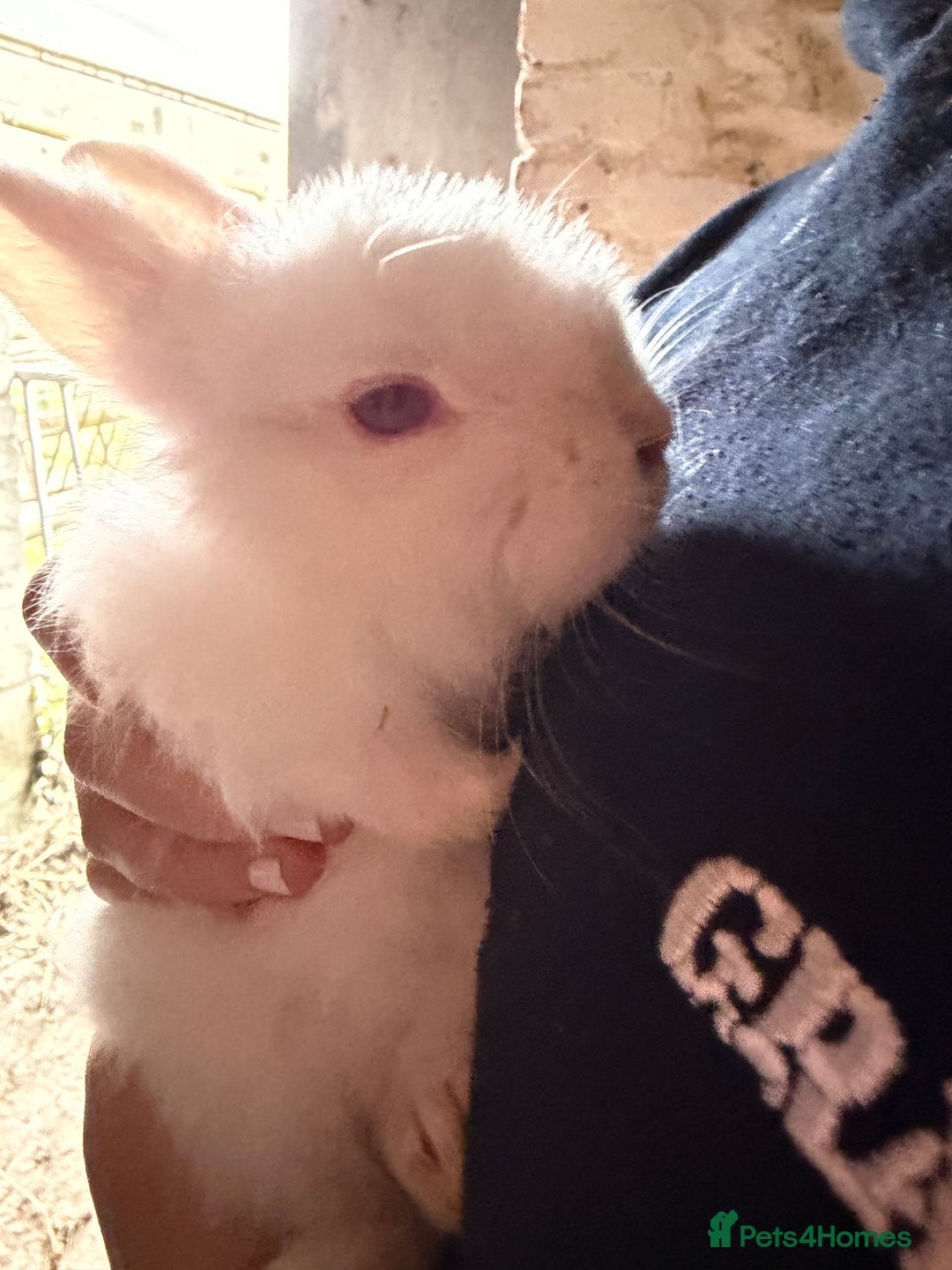 Rex rabbits for sale: Albino Lionhead x Rex Buck  - Image 2