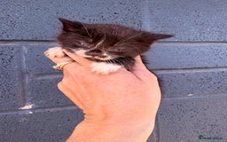 Mixed Breed cats for sale:  Beautiful little kittens needing new homes  - Image 5