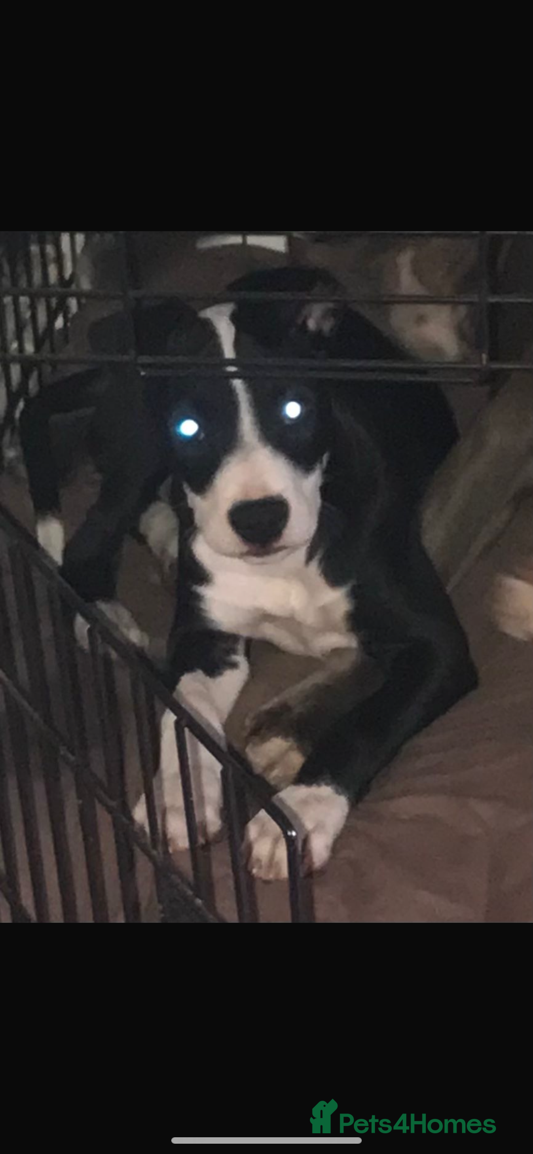 Staffordshire Bull Terrier dogs for sale: Staffordshire bull terrier girl  - Image 2
