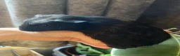 Guinea Pig rodents for sale: Baby Guinea Pigs for sale | ready to leave soon! - Advert 21