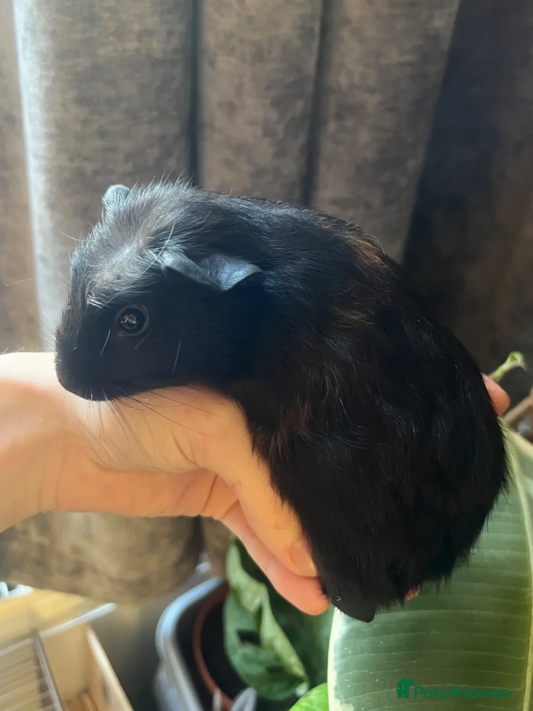 Guinea Pig rodents for sale: Baby Guinea Pigs for sale | ready to leave soon! - Advert 21