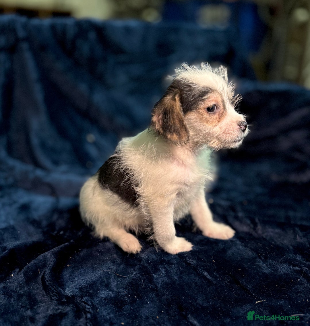 Mixed Breed dogs for sale: 3/4 spaniels 1/4 jack Russel puppy’s 🩷 - Image 5