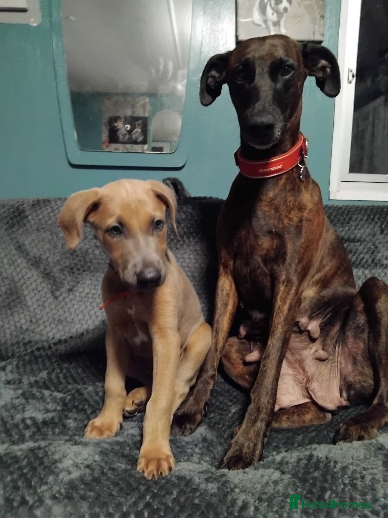 Lurcher dogs 8 week old male lurcher puppy  - Advert 10