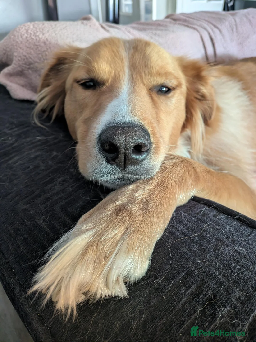Mixed Breed dogs for sale: Benji  - Advert 2
