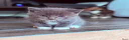 Mixed Breed cats for sale: Adorable & healthy 9 weeks male kitten for sale !! in Richmond - Advert 1