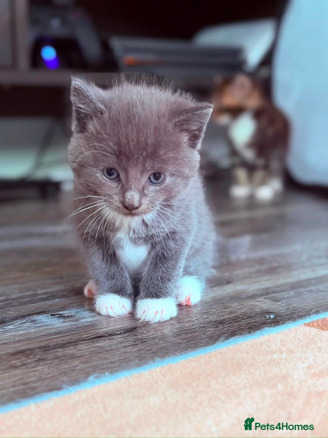Mixed Breed cats for sale: Adorable & healthy 9 weeks male kitten for sale !! in Richmond - Advert 1