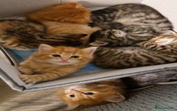Domestic Shorthair cats for sale: 6 Adorable DSH kittens! Ginger & tabby babies ❤️  - Image 13