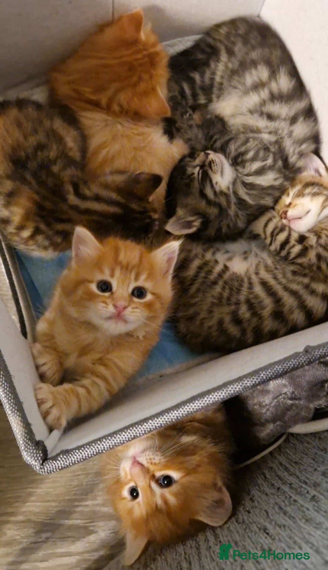 Domestic Shorthair cats for sale: 6 Adorable DSH kittens! Ginger & tabby babies ❤️  - Image 13