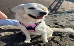 Golden Retriever dogs for sale: Eight Pure English Golden Retriever Puppies! - Image 1