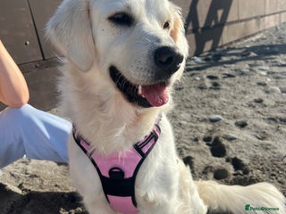 Golden Retriever dogs - Advert 29