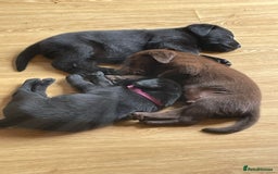 Labrador Retriever dogs for sale: Lovely unexpected litter of Labs - Image 2