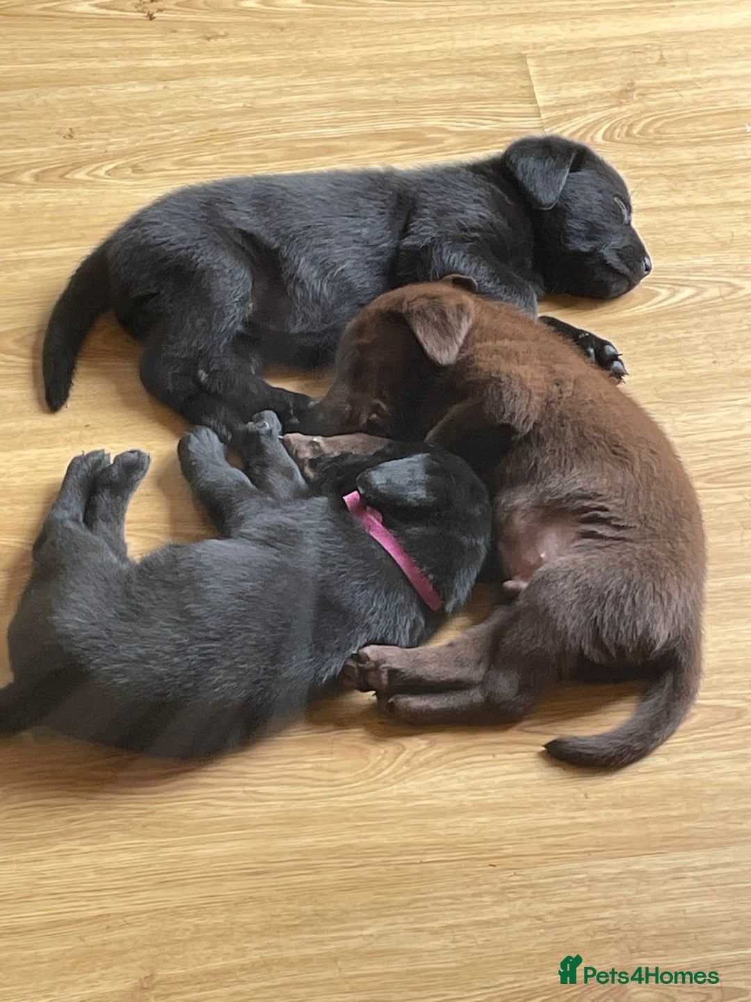 Labrador Retriever dogs for sale: Lovely unexpected litter of Labs - Image 2