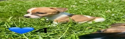 Jack Russell dogs for sale: Beautiful Jack Russell Pups Ready for Forever Home - Advert 36