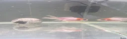 Goldfish fish for sale: Fish tank and gold fish  - Advert 2