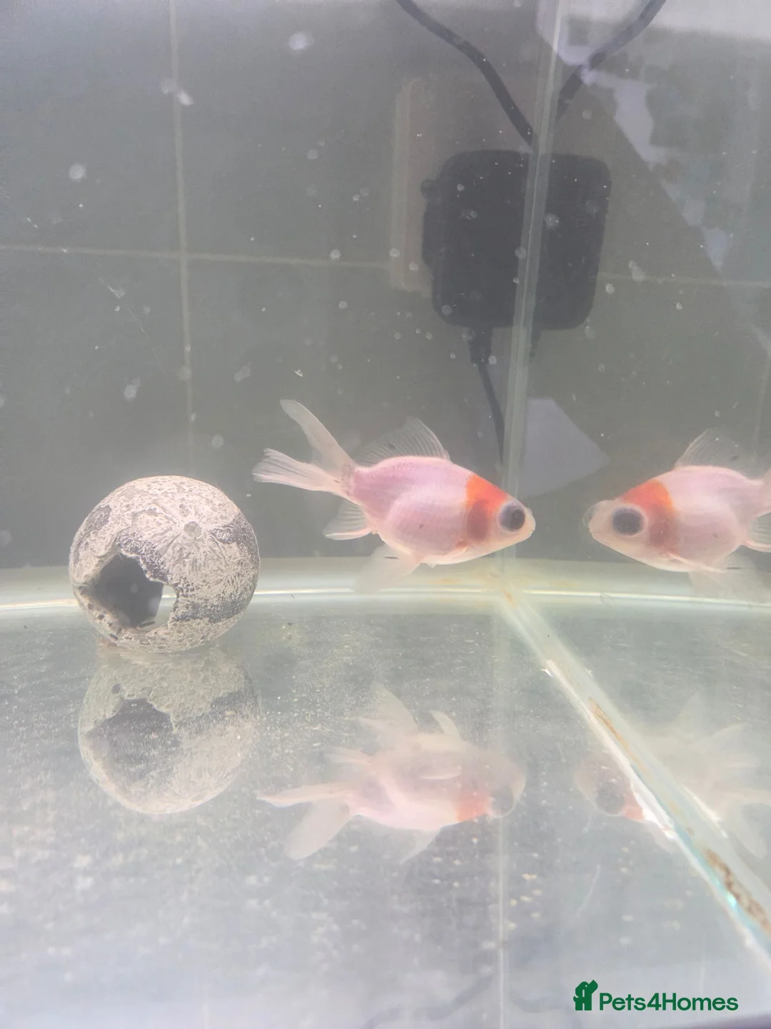 Goldfish fish for sale: Fish tank and gold fish  - Advert 2