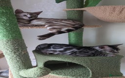 Bengal cats for sale: TICA REG 💕 2 Beautiful bengal boys  - Image 16