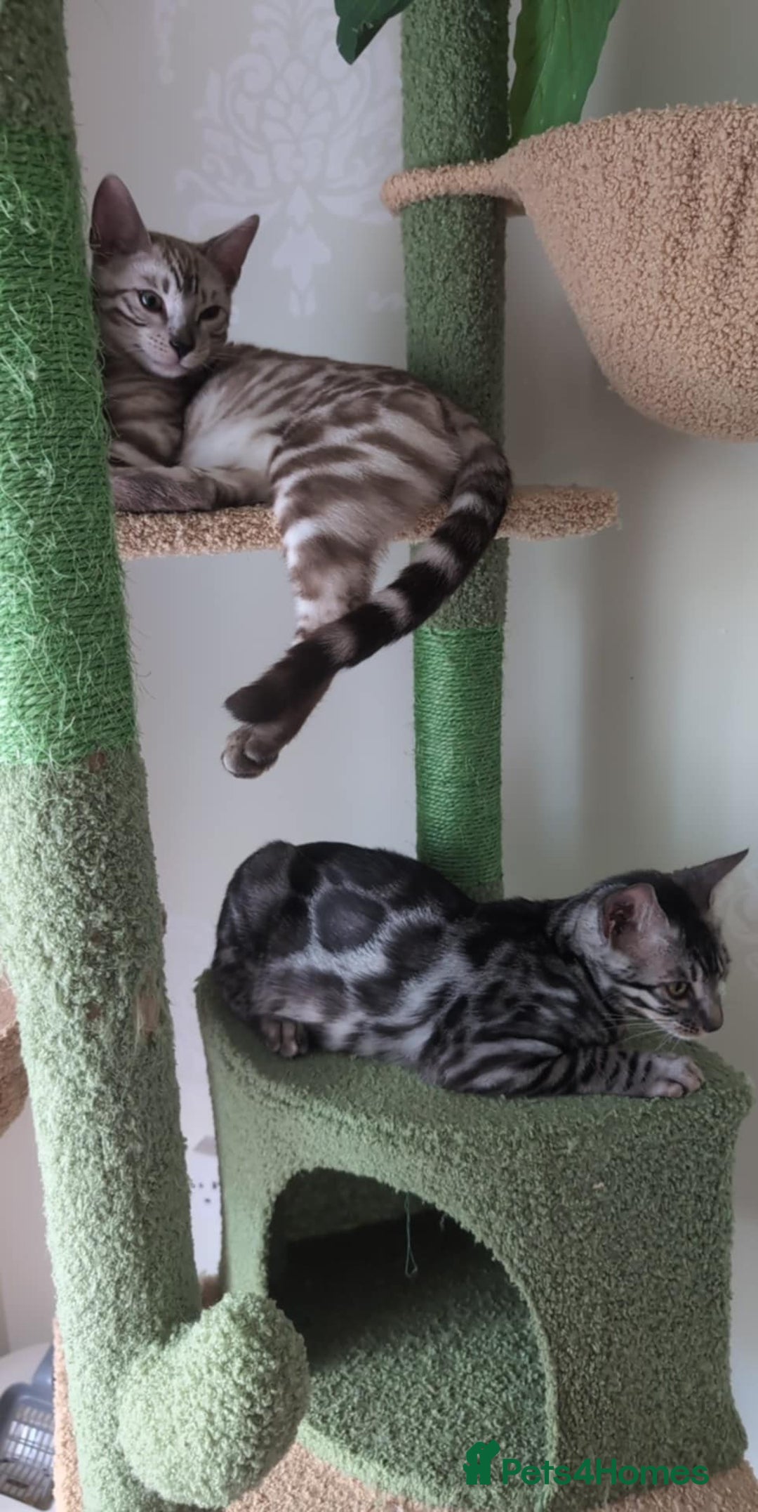 Bengal cats for sale: TICA REG 💕 2 Beautiful bengal boys  - Image 16